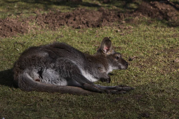 Bonito Canguru Animal Mamífero Australiano — Fotografia de Stock