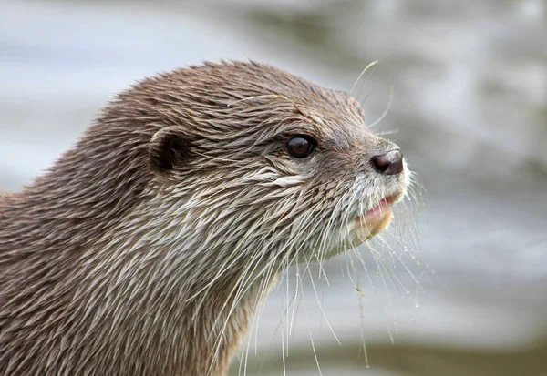 Otter Aquatic Animal Nature Fauna — Stock Photo, Image