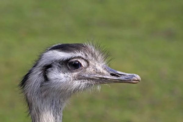 Avestruz Animal Aves Vida Silvestre — Foto de Stock