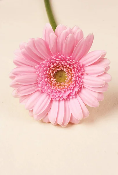 Linda Rosa Gerbera Daisy — Fotografia de Stock