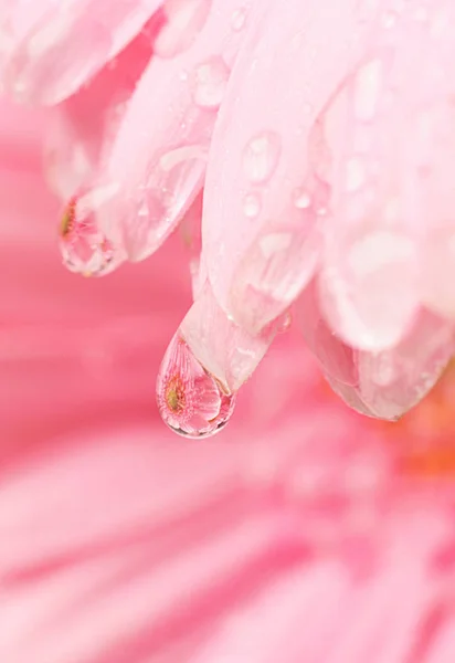 Pink Gerbera Daisy Drops Water — Stockfoto
