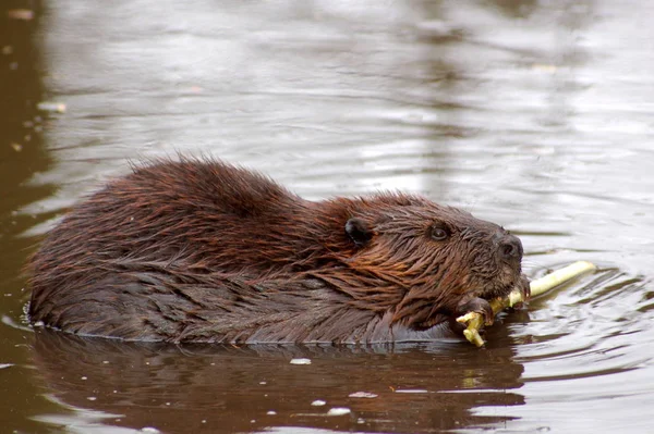 Jovem Nutria Beaver Rat — Fotografia de Stock