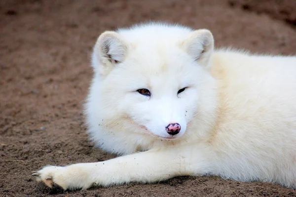 Branco Fofo Polar Raposa — Fotografia de Stock