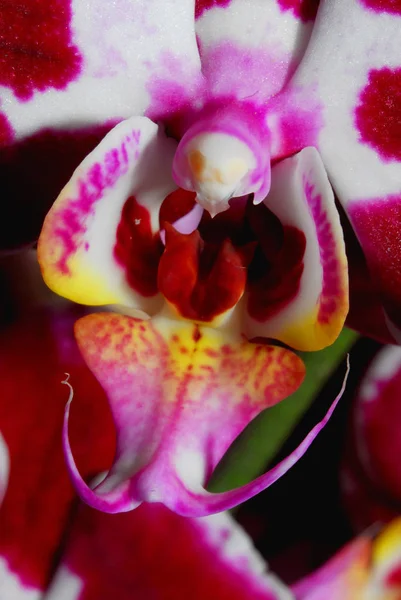 Scénique Belle Fleur Colorée Orchidée — Photo