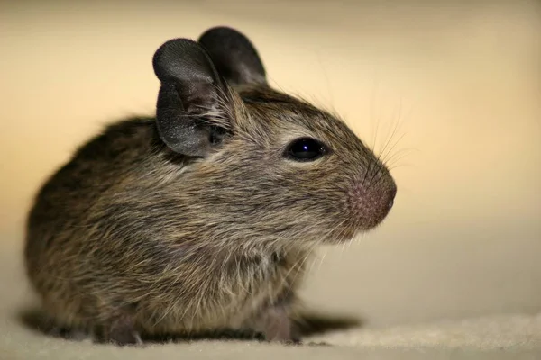 Animali Giovani Attenzione Selettiva — Foto Stock