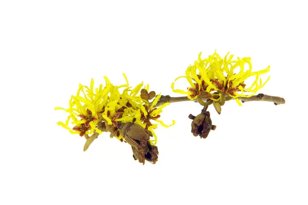 Hamamelis Izolált Hamamelis Izolált — Stock Fotó