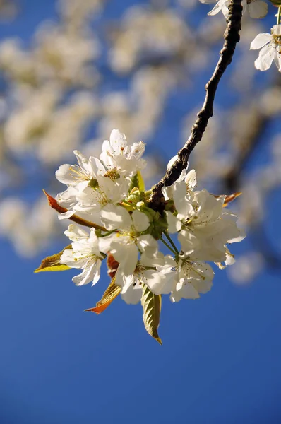 木の上の春の花 — ストック写真