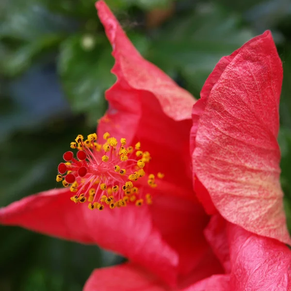 美丽多彩的芙蓉花风景 — 图库照片