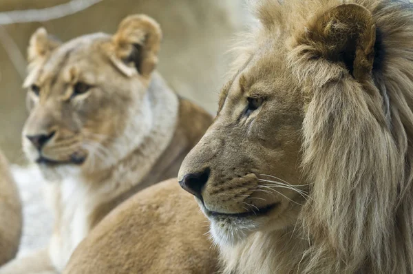 León Depredador Animal Depredador Felino —  Fotos de Stock