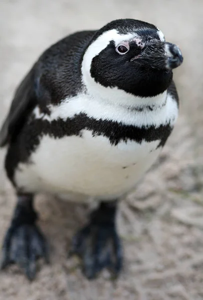 Vogel Thema Schilderachtig Schot — Stockfoto