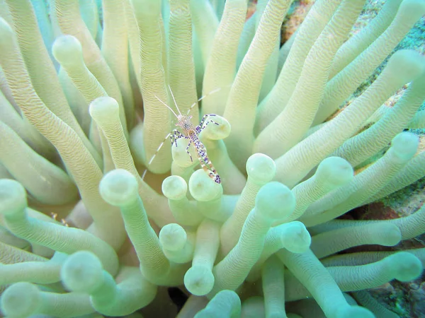 Scenic View Underwater World — Stock Photo, Image