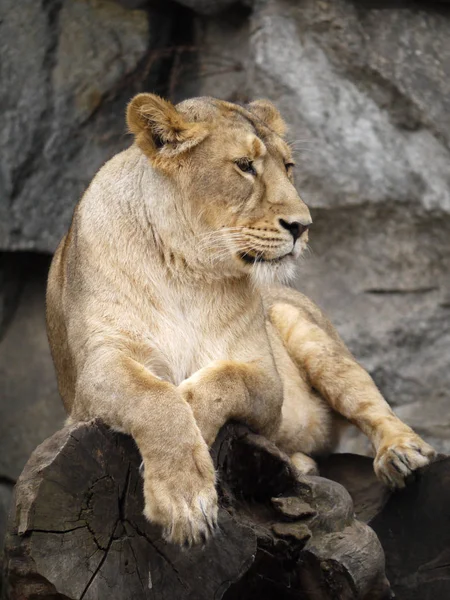 Leonessa Animale Selvaggio Grande Gatto — Foto Stock