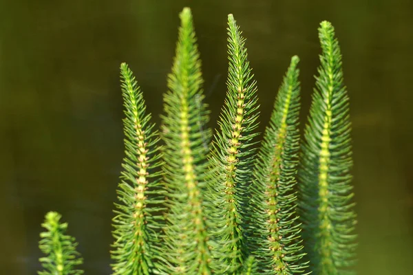 Mooi Botanisch Schot Natuurlijk Behang — Stockfoto