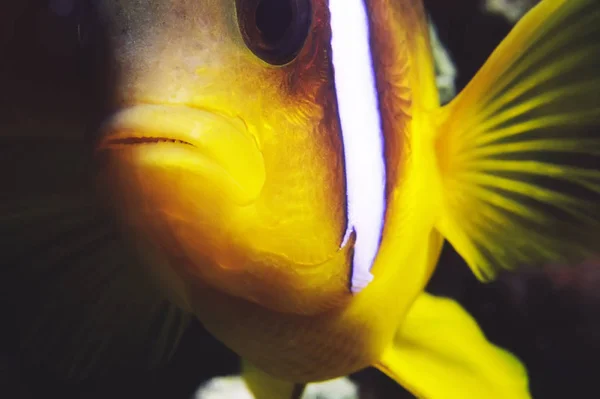 Clown Fish Sea Underwater — стоковое фото