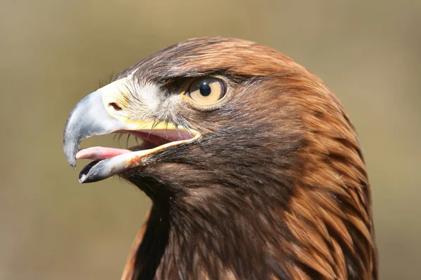 Vacker Utsikt Över Majestätisk Kungsörn Vild Natur — Stockfoto