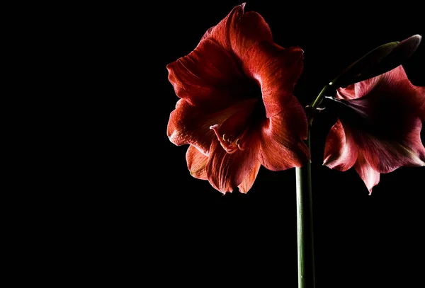 Amaryllis Blütenblätter Flora — Stockfoto