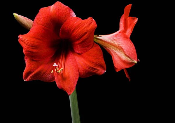 Amaryllis Blomblad Flora Blomma — Stockfoto