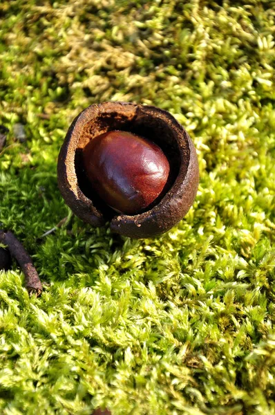 Castagne Nel Bosco — Foto Stock