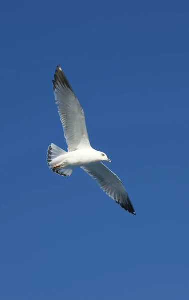 Vacker Utsikt Över Vacker Söt Mås Fågel — Stockfoto