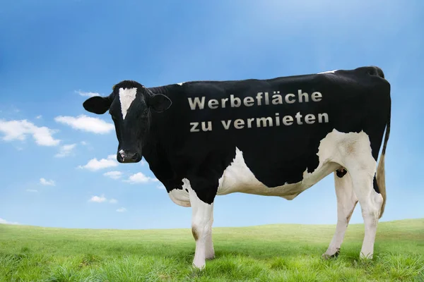 Nutztiere Selektiver Fokus — Stockfoto