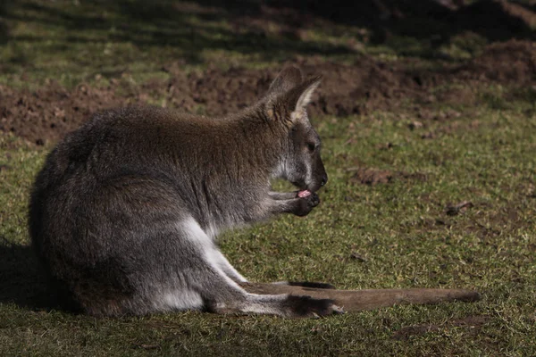 Schattig Kangoeroe Dier Australisch Zoogdier — Stockfoto