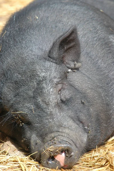 Porco Adormecido Chão — Fotografia de Stock