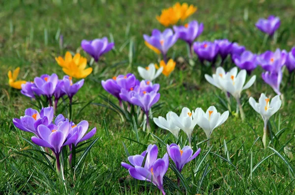 First Spring Flowers Crocus — Stock Photo, Image