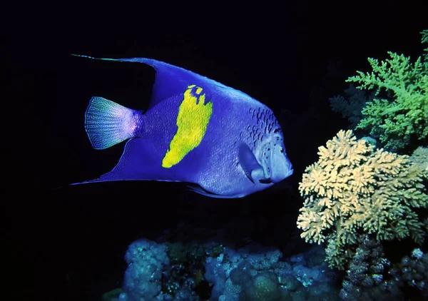 50Cm Grande Luna Mezzaluna Angelfish Deliziare Con Sua Luna Mezzaluna — Foto Stock