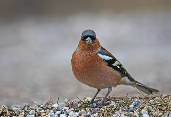 Singvogelgefieder Vogelbeobachtung — Stockfoto