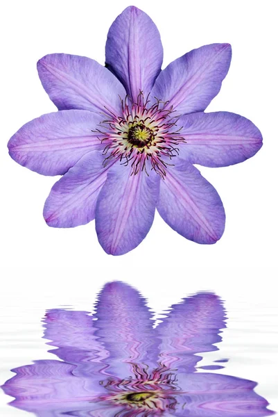 Флора Лепестки Цветов Растение Ботаники — стоковое фото