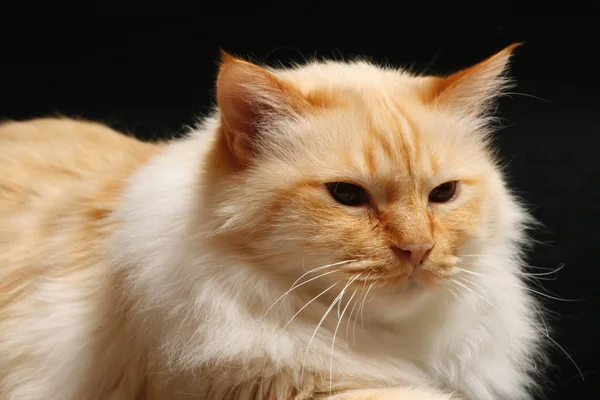 Retrato Gato Bonito — Fotografia de Stock