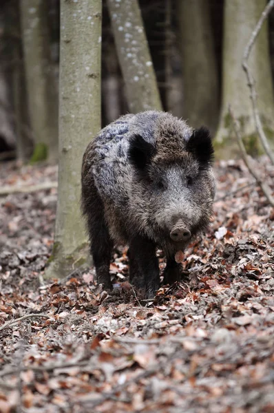 Verschiedene Tiere Selektiver Fokus — Stockfoto