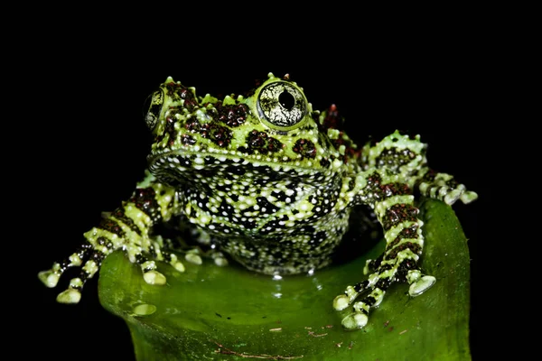 Sapo Anfíbio Lagoa Animal — Fotografia de Stock