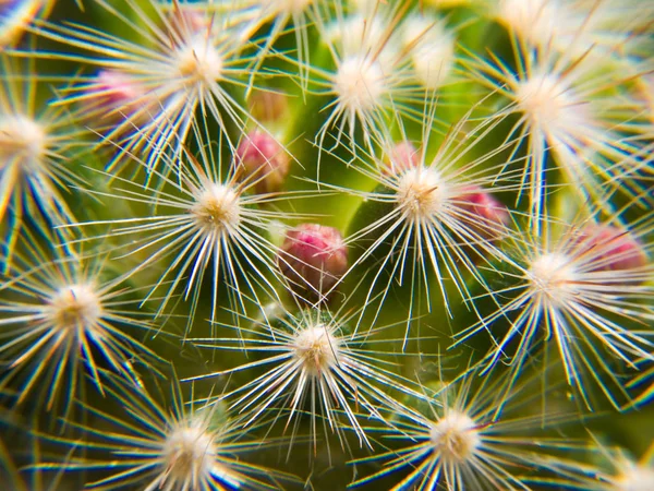 Egzotikus Trópusi Növényi Kaktuszok — Stock Fotó