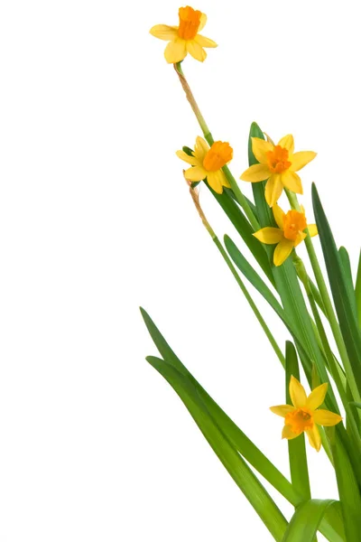 Sárga Tavaszi Virágok Szirmok Nárcisz — Stock Fotó