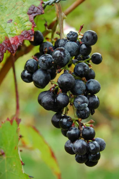 Uvas Azuis Que Crescem Galhos Árvores — Fotografia de Stock