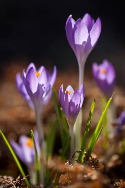 Spring Crocus Flowers Bloom — стоковое фото