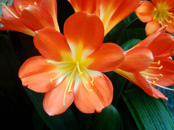 Краса Квітучої Рослини Вдень — стокове фото