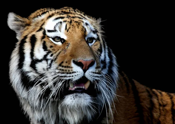 Siberische Tijger Gestreept Dier — Stockfoto