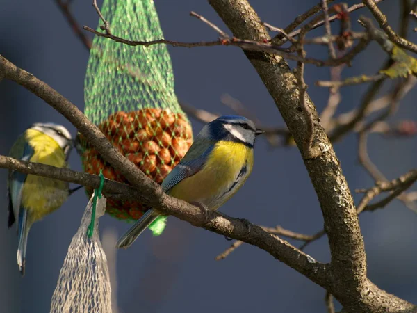 Vista Panorámica Hermoso Pájaro Titmouse — Foto de Stock