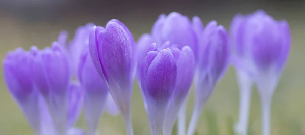 Jarní Krokus Květiny Fialová Flóra — Stock fotografie