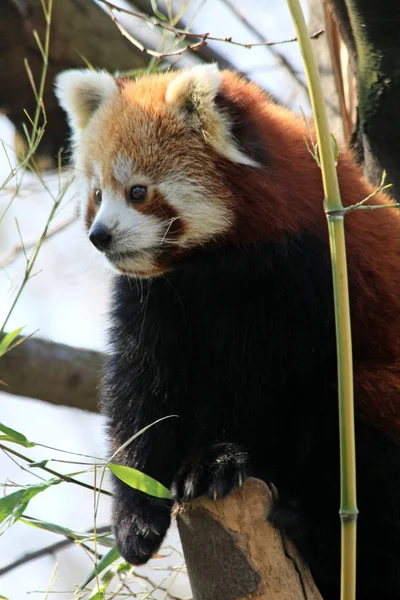 Kırmızı Panda Ailurus Fulgens — Stok fotoğraf