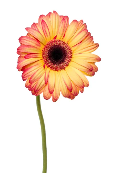 Gerbera Zomerbloem Bloemblaadjes — Stockfoto