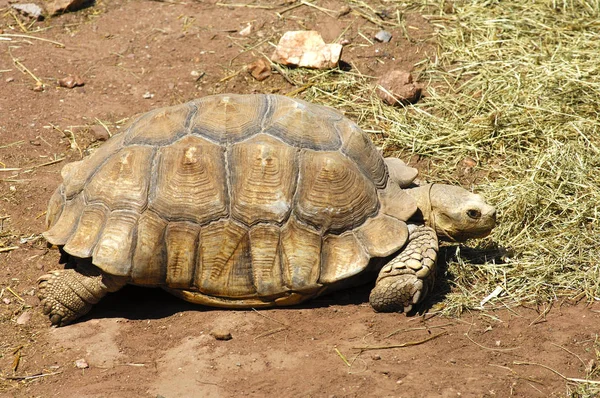 Tortuga Tierra Adulta Testudo Spec — Foto de Stock