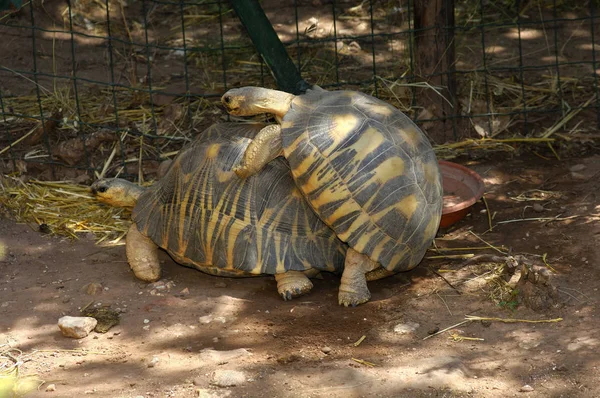 Uitgestraalde Schildpadden Bij Het Paren — Stockfoto