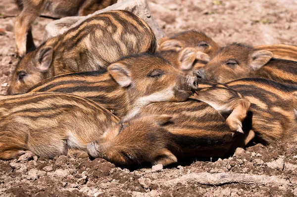 Frischlinge Sleep All Together — Stock Photo, Image