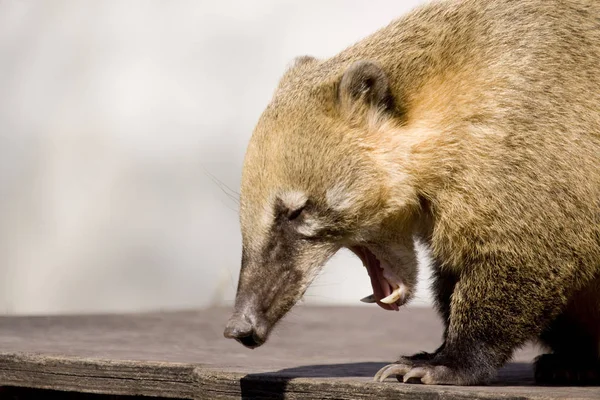 Primer Plano Los Animales Zoológico — Foto de Stock