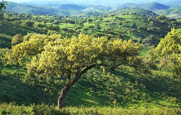 Forest Mediterranean South — Stock Photo, Image