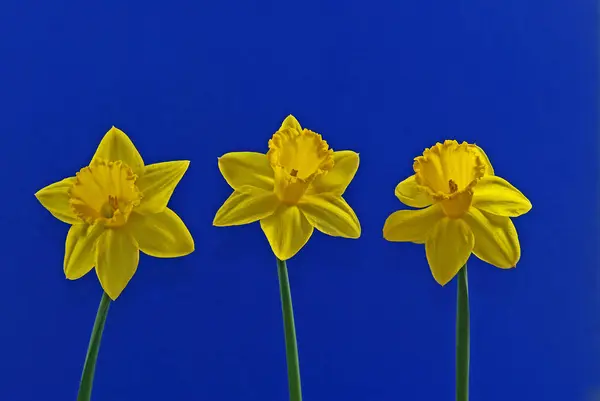 Vårblomma Vackra Narcissus — Stockfoto