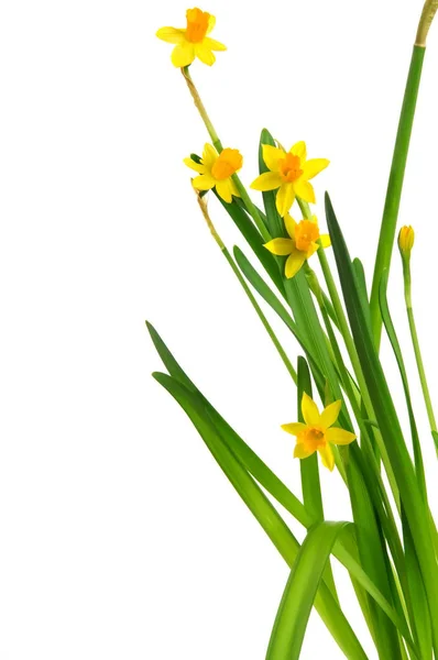 Vacker Vårblomma Påsklilja Narcissus — Stockfoto